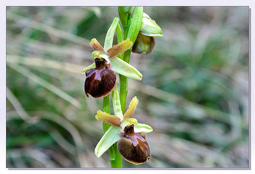 Ophrys sphegodes